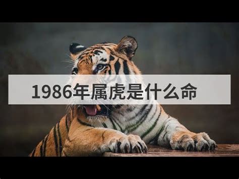 1986年屬什麼|【1986年是什麼命】1986年生是什麼命？屬虎者命運大揭秘！